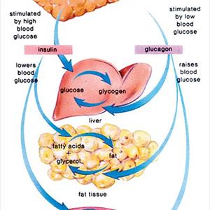 Home Diabetes Test - Diabetes Is Reversible...Scientific Discoveries Prove It